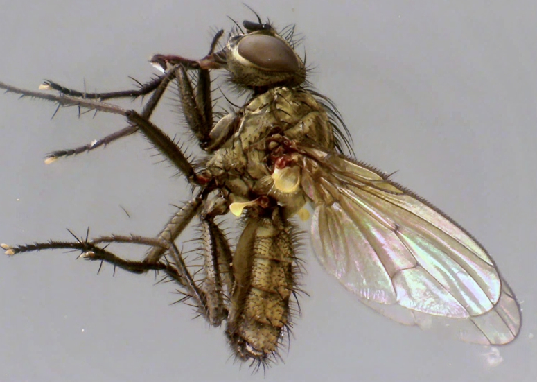 Anthomyia liturata.jpg